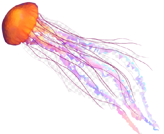 Jelly Fish