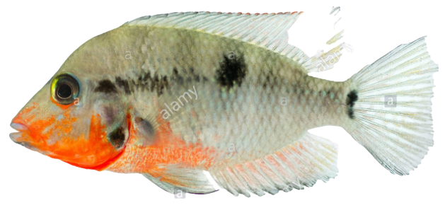 Firemouth Fish