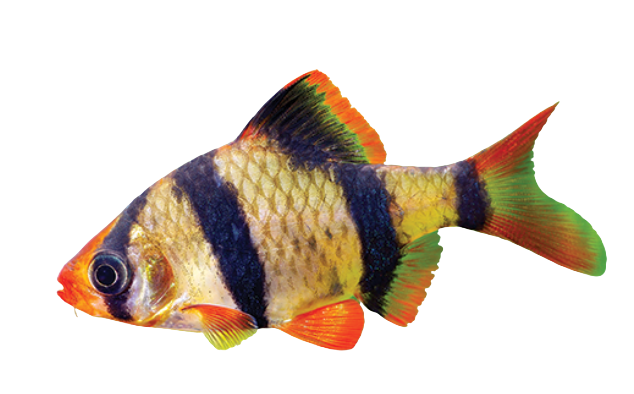 Tiger Barb Fish