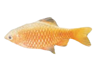 Rose Barb Fish