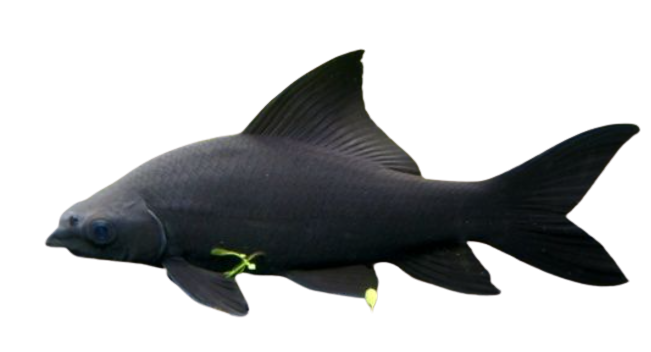 Shark Black Fish