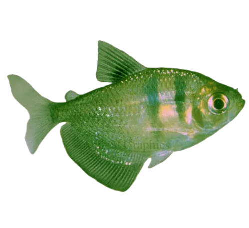 Green Widow Fish