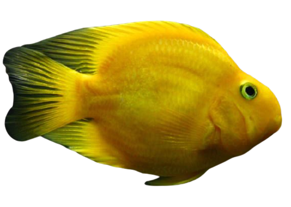 Parrot Yellow Fish