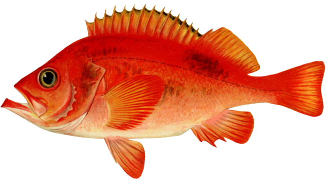 Parrot Red Fish