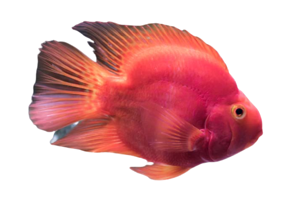 Red Colour Fish