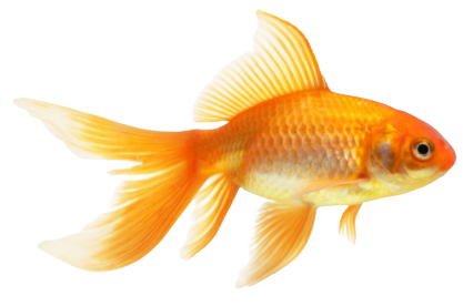 Gold Fish